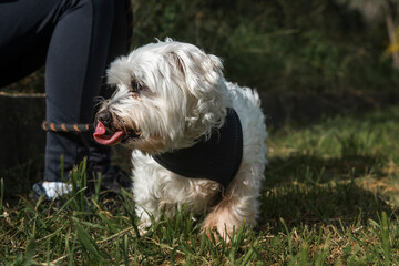 Small fluffy white puppy dog with tongue out while enjoying the sun at a park smiling and winking