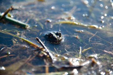 the frog's face peeks out of the water, seaweed around it