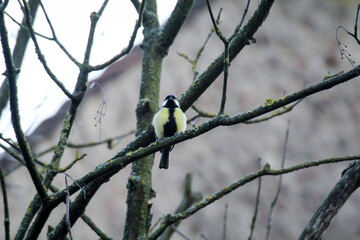 eine Meise im Geäst eines Baumes