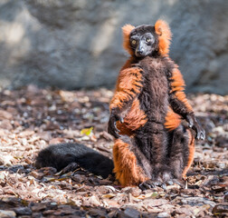 Portrait of a funny brown lemur showing a tongue. © Oksana