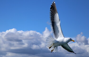 Seagull In Flight with Billowing Massive Clouds and Blue Sky in the Background
