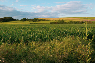 Wanderungen im Frühling durch Wiesen und Felder in der Nähe von Bad Nauheim.
