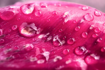 Flowers. After rain. Beautiful pink petal of tulip in the garden on a summer day. Selected focus. Background. Macro