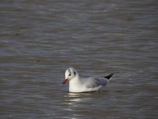 seagull on the water