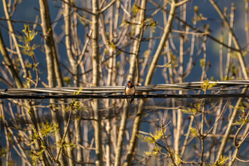 Barn swallow resting on electric cable with tress	