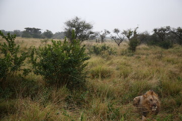 A Giant Male Lion Stares You Down while Bloody from after just taking down a Zebra