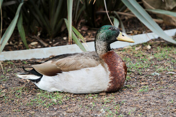 Portrait, Nahaufnahme einer Ente in einem Park