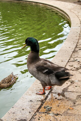 Portrait, Nahaufnahme einer Ente in einem Park