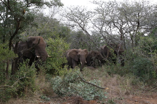 A Herd of Elephant Emerges from the Bush