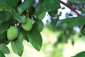 Unripe green plums on a branch in the garden on a sunny day. Gardening concept. Plants without GMOs. Vegetarian food. Restorative agriculture.