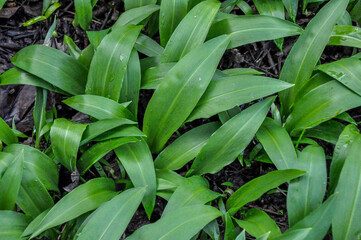 Obraz premium Bärlauchblätter wachsen im Garten