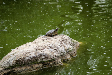 eine Schildkröte sitzt allein auf einem Felsen in einem Teich.
