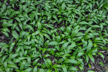 Bärlauchblätter wachsen im Garten