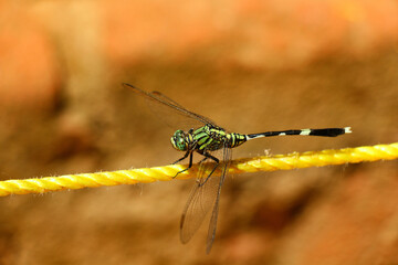 Dragon fly