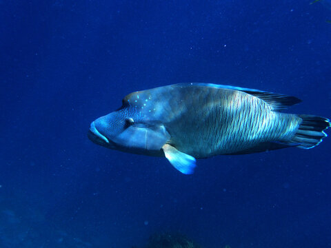 Napoleon Lippfisch - Humhead Wrasse in Australien