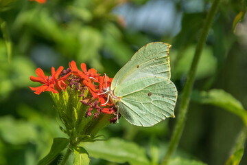 Yellow butterfly Gonepteryx sits on a red lychnis flower