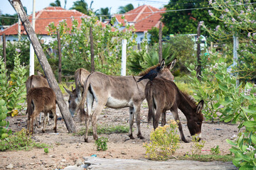 wild donkey, Sri Lanka