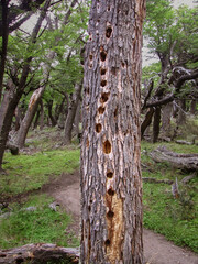 Woodpecker holes in tree trunk