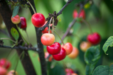 Closeup of  cherry fruits in a cherry tree in a garden