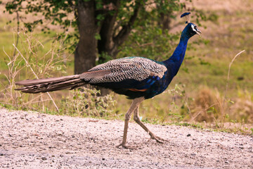 peacock, Sri Lanka