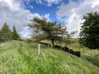 Trees and long grass, high on the hills  above Cowling, Keighley, UK