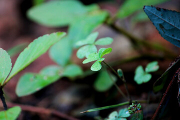 beautiful small plants