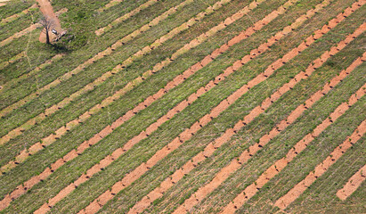Nelspruit, Mpumalanga / South Africa - 11/02/2017: Aerial photo of agricultural rows and an individual tree
