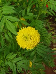 Yellow flower in the garden