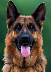 German Shepherd dog face looks