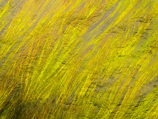 Green algae in river. Long stems in clear water. Natural background.