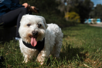 Small fluffy white dog with tongue out while enjoying the sun at a park smiling and winking