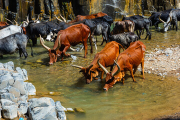 Longhorn cattle drinking water - 359522741
