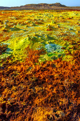 Colorful ponds of Dallol desert close up