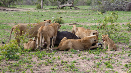 Lions killing a female Buffalo in Sabi Sands Game Reserve in the Greater Kruger Region in South Africa
