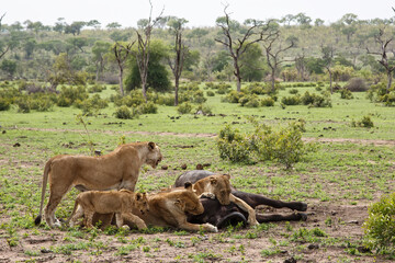 Lions killing a female Buffalo in Sabi Sands Game Reserve in the Greater Kruger Region in South Africa
