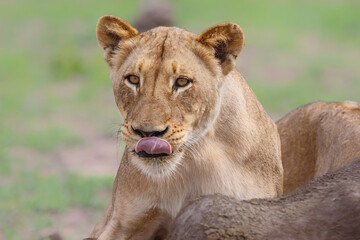 Fototapeta na wymiar Lion eating a female Buffalo in a Game Reserve in the Greater Kruger Region in South Africa