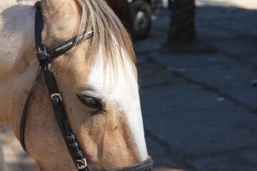 portrait of a horse, close up of horse