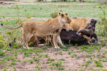 Fototapeta na wymiar Lions killing a female Buffalo in Sabi Sands Game Reserve in the Greater Kruger Region in South Africa 