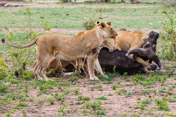 Lions killing a female Buffalo in Sabi Sands Game Reserve in the Greater Kruger Region in South Africa
