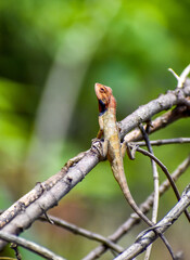 Garden Lizard climbing and waiting for a hunt.