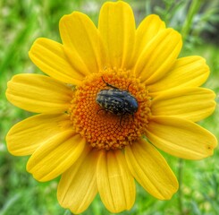 yellow daisy flower closeup