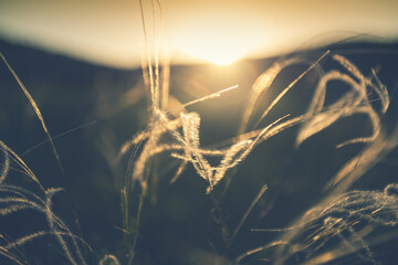 Wild feather grass in the forest at sunset. Macro image, shallow depth of field. Abstract summer...