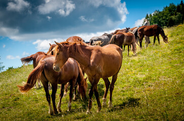 cheval, chevaux, alpage, Savoie, nature, élevage, liberté, santé, protection, respect, bête, pré, troupeau, 