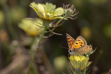 Butterfly photographed in their natural environment.