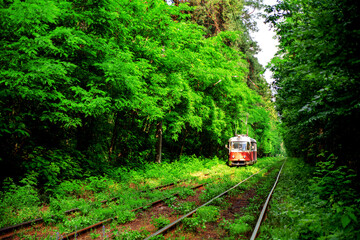 A red tram riding in the green forest in the rays of the summer sun. - 359523944