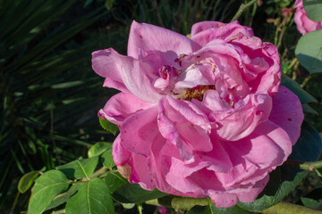 Big rose flower with details of its core and inner petals