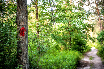 Red pointing arrow on a tree among the forest against the background of a path bathed in sunlight. - 359523987