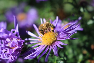 bee on flower