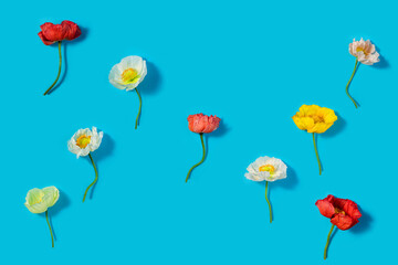 multicolored garden flowers, Icelandic poppy, on a blue background. Summer concept. flat lay.