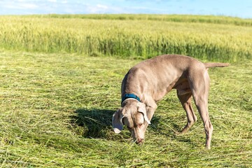 Weimaraner on a freshly mown meadow. Happy dog. Close-up view of a hound. Sunny day.